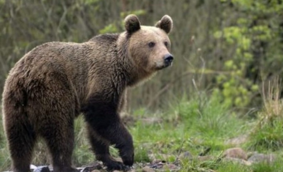 Prezzo del Francobollo Orso Bruno marsicano