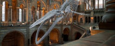 lavorare al museo, lo scheletro di un dinosauro