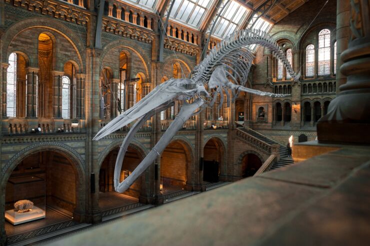 lavorare al museo, lo scheletro di un dinosauro