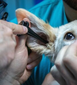 Dichiarazione dei redditi 2023, spese veterinarie