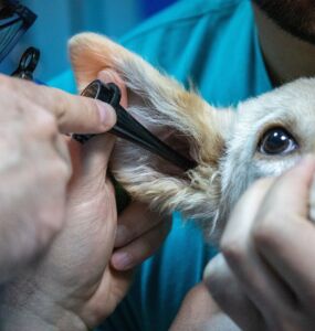 Dichiarazione dei redditi 2023, spese veterinarie