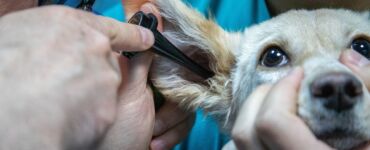 Dichiarazione dei redditi 2023, spese veterinarie